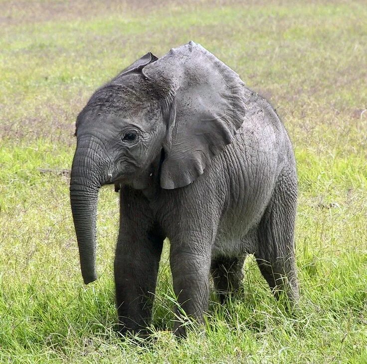 Funny elephant. Слонёнок. Домашний Слоник. Животные Азии. Смешной Слоник.