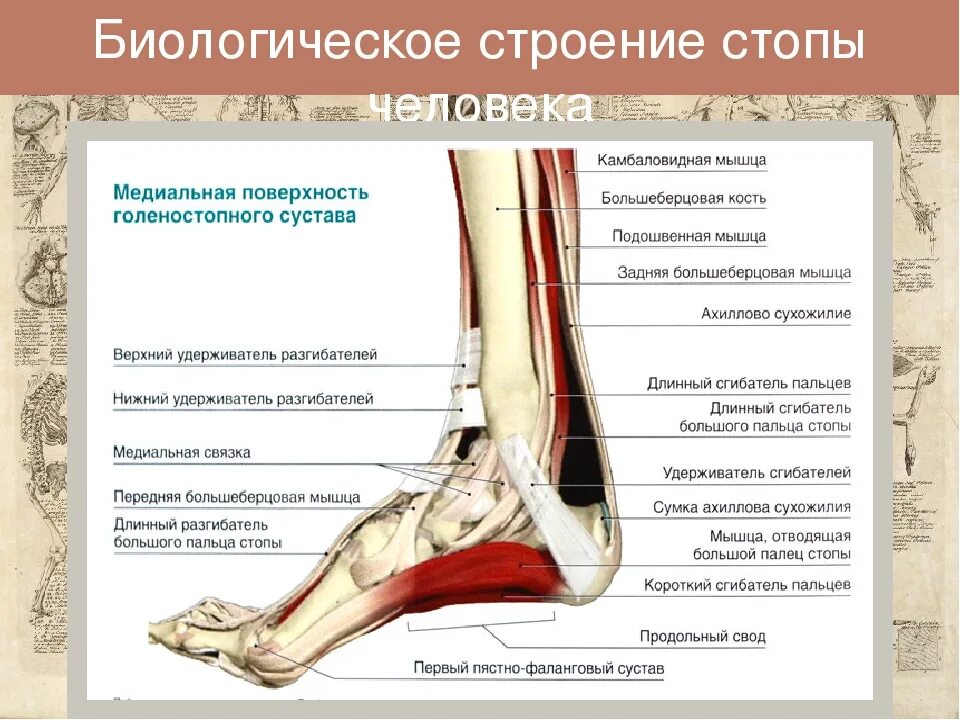 Боль ноги в голеностопном суставе. Гольностопсустав анатомия строение. Голеностопный сустав анатомия строение связки. Голеностопный сустав анатомия строение мышцы. Нога анатомия строение голеностопа.