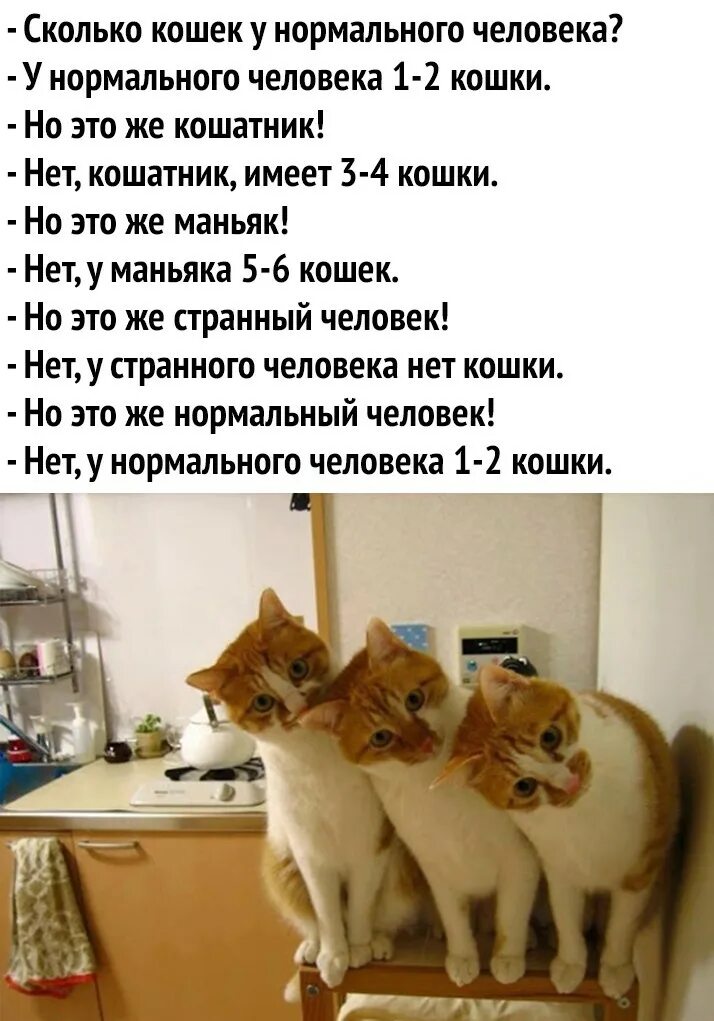 Кошка нормально. Сколько кошек у нормального человека. у нормального человека два кота. у нормального человека 1-2 кошки. у нормального человека 2 кота.