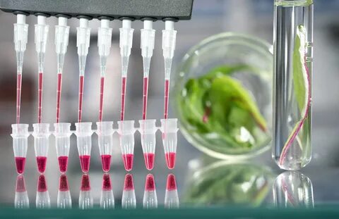 Efficient DNA extraction from plant tissue Scientist Live 