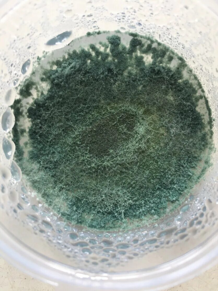 Perbanyakan Trichoderma spp Laboratorium - YouTube
