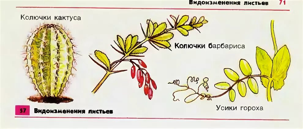 Листья колючки видоизменения листьев. Видоизменение листьев колючки. Видоизменение листьев гороха. Видоизменение листа колючки и кактуса. Сочные побеги.