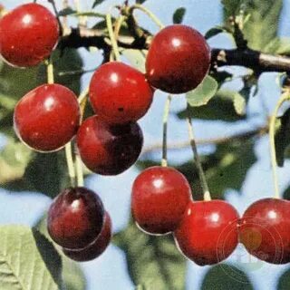 Лучшие сорта вишни для урала