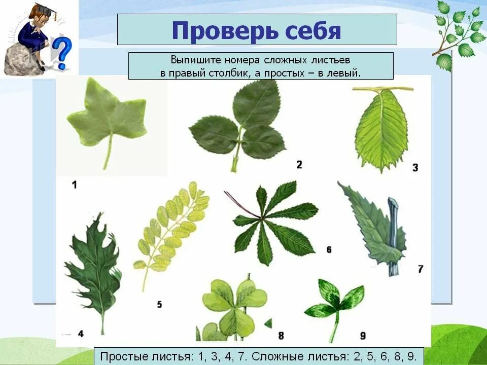 Жилкование листа каштана. Простые листья картинки. Простые листья и сложные листья. Картинки на которых представлен простой лист. Простые и сложные листья.