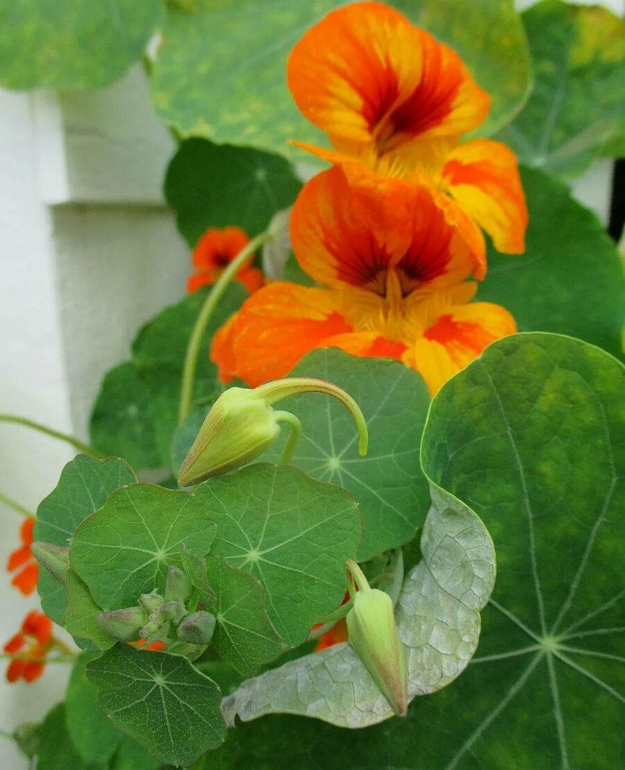 Настурция цветение. Настурция большая (tropaeolum majus). настурция король теодор. настурция помпадур. настурция мунлайт.