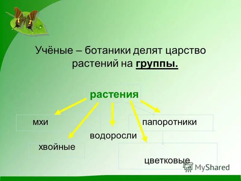 Растения делят на группы. Ученые – ботаники делят царство растений на группы. Царство растений 3 класс. Растительный мир делится на группы. Окружающий 3 й класс