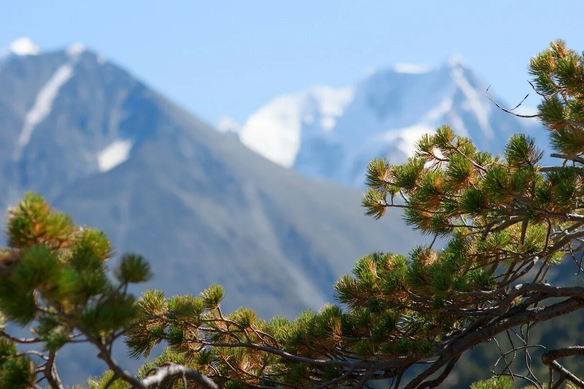 Гора хуаншань деревья. Хвоинки сосны обыкновенной. Листья сосны. Арча дерево узбекистан. Голосеменные кедр.