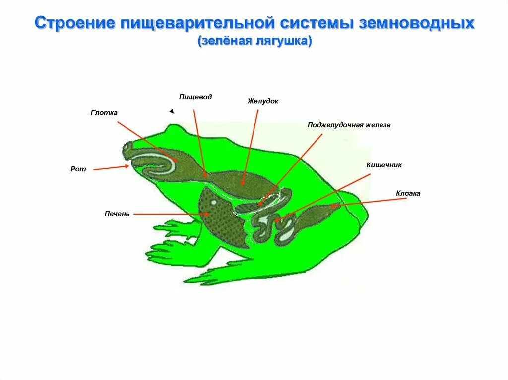 Функции пищеварительной системы земноводных. Схема пищевар системы лягушки. пищеварительная система амфибии лягушка. органы пищеварительной системы земноводных лягушка. схема строения пищеварительной системы земноводных.