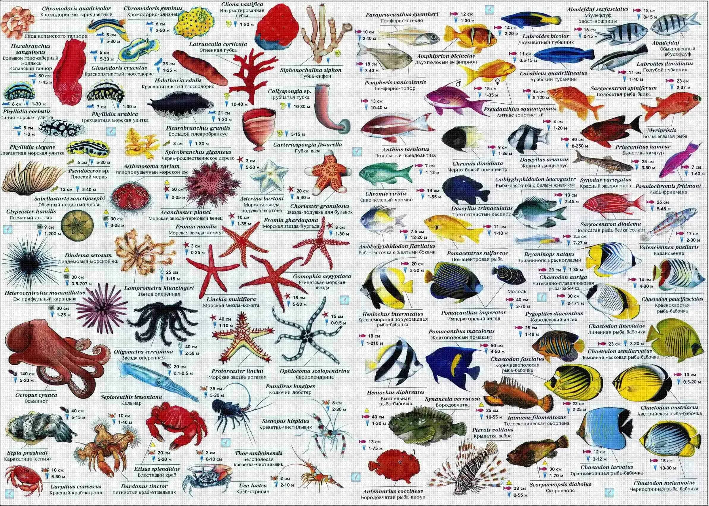 More world types. Таблица обитатели красного моря. Атлас рыб красного моря. Карта рыб красного моря. Название морских животных.