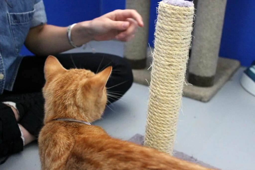 Обучающий кот. Дрессировка кошек. дрессировка кота в домашних. дрессированный кот. коты поддаются дрессировке.