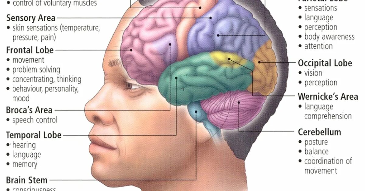 Article brain