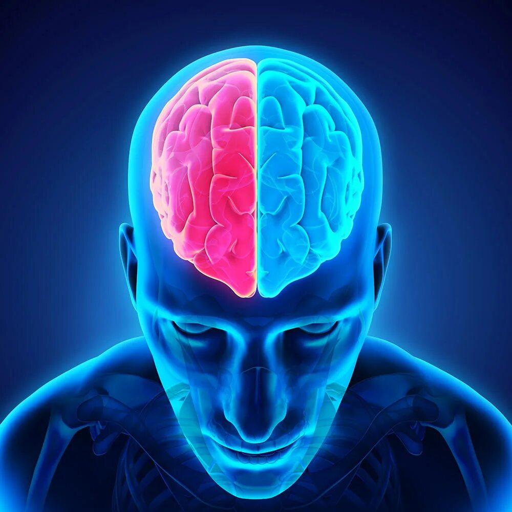 левый и правый мозг. симметрия человеческого мозга. асимметричный мозг. функциональная межполушарная асимметрия. асимметричный мозг.