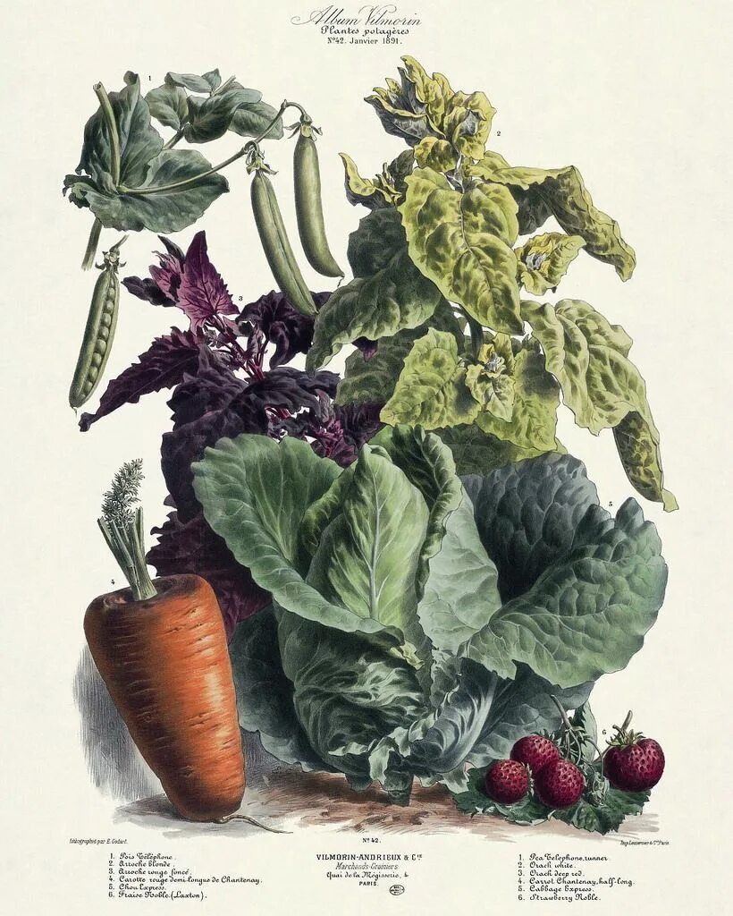Овощ в ботанике. Botanical illustration овощи. винтажные иллюстрации овощи. ботаническая иллюстрация. овощи гравюра.