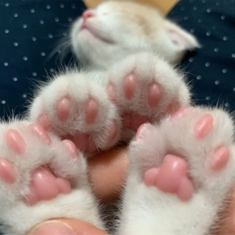 Подушечки лап. Лапка котика. Кошачья лапа. Плюшевые лапки. Лапка котика.