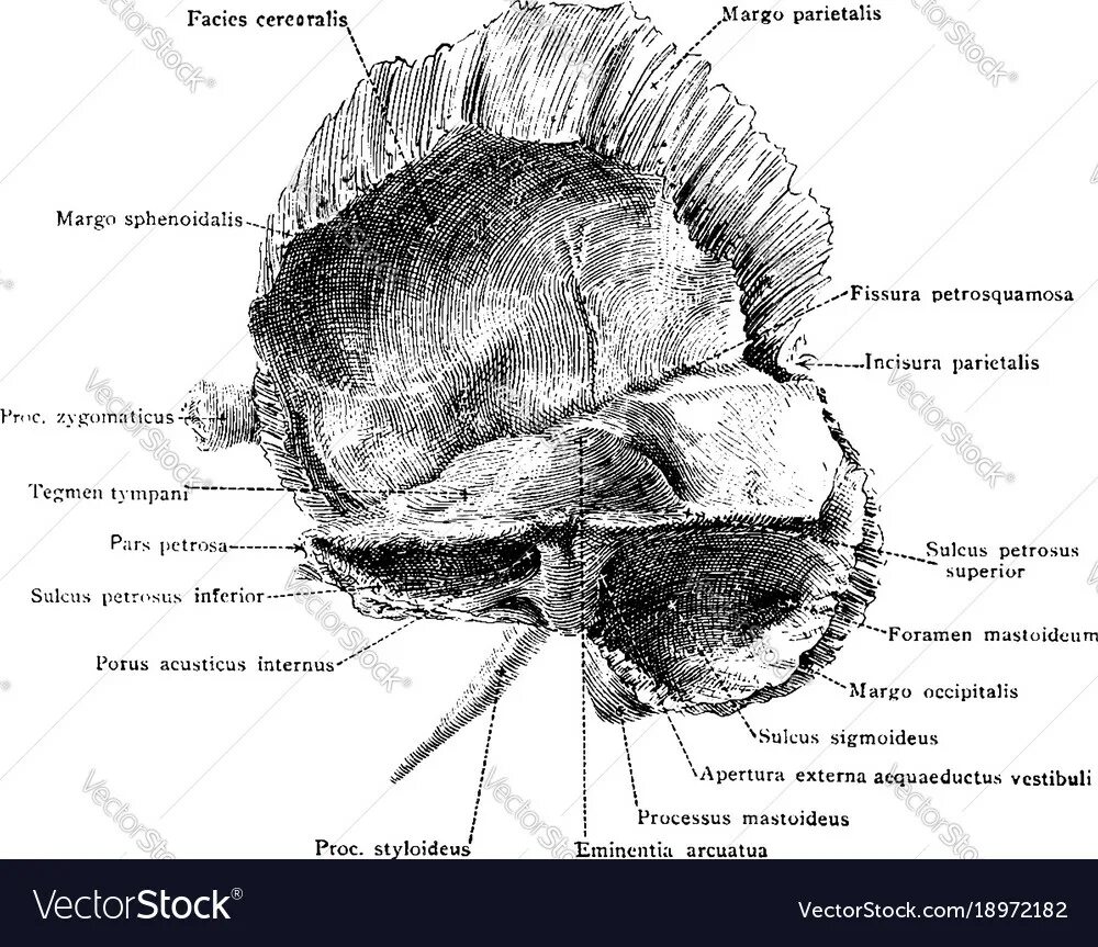 Височная кость anatomy standard. Строение pars squamosa височной кости. Fissura petrosquamosa. Canalis acusticus internus. Fissura petrotympanica на черепе.