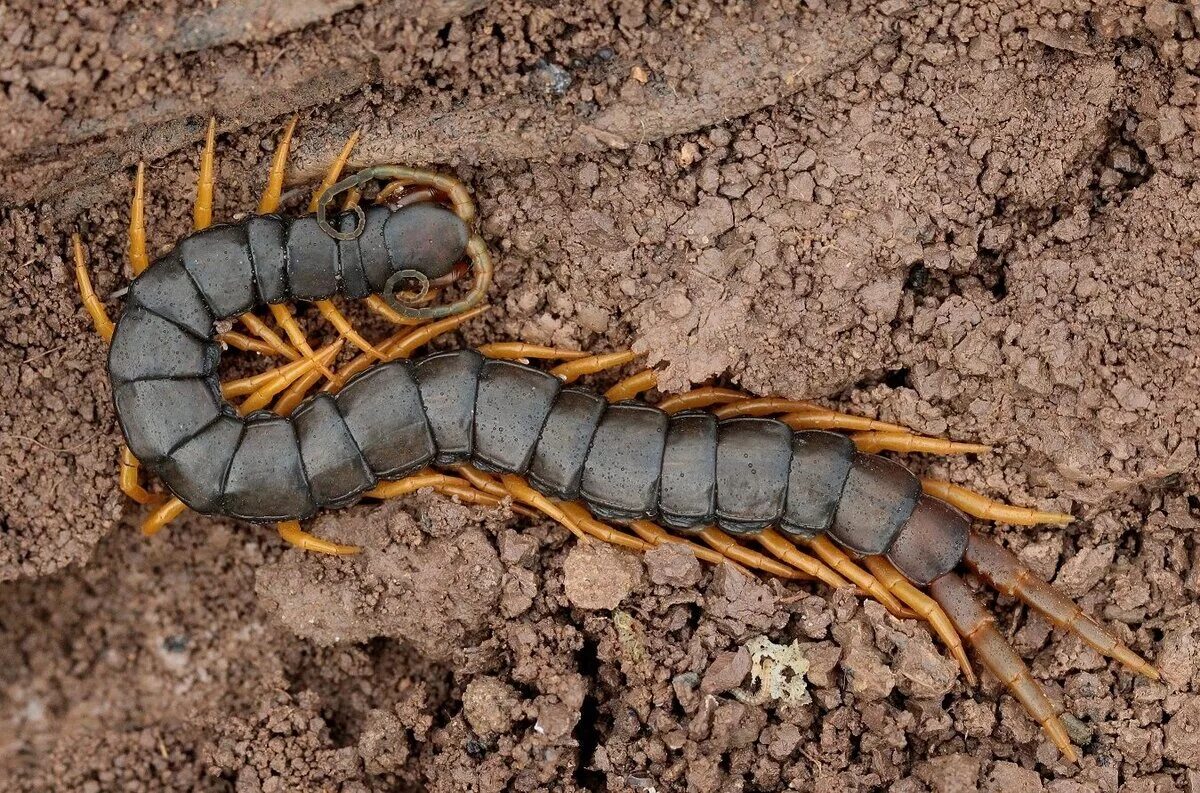 сколопендра крымская сороконожка. что делает сороконожка. сороконожка сколопендра гигантская. что делает сороконожка.