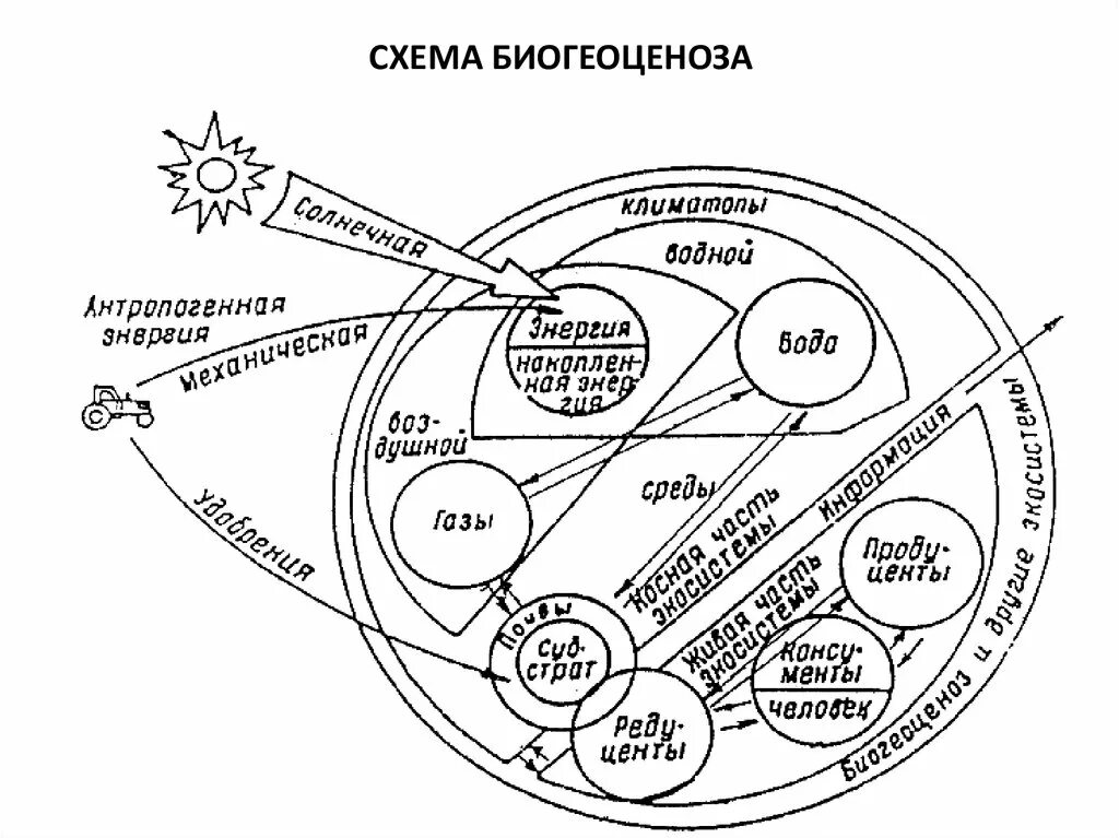 Схема биогеоценоза. Структура биогеоценоза схема. Схема известного биогеоценоза. Многообразие связей в биогеоценозе. Биогеоценоз основа