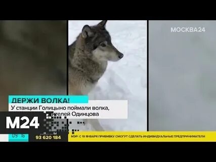 Хаски волк поймала женщина