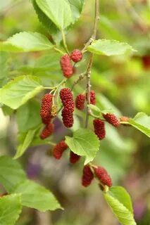 Mulberry перевод