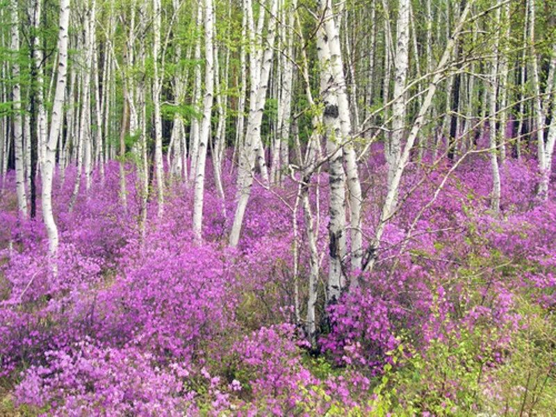 Расцвел в роща