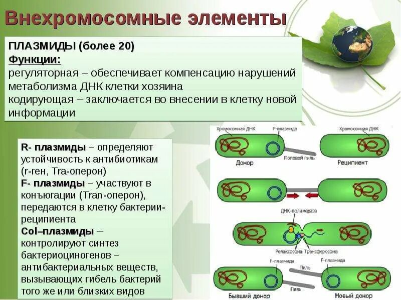 Плазмида бактериальной клетки функции. Функции плазмид в бактериальной клетке. Плазмиды прокариот состав функции. Строение классификация плазмид. Элементы плазмид