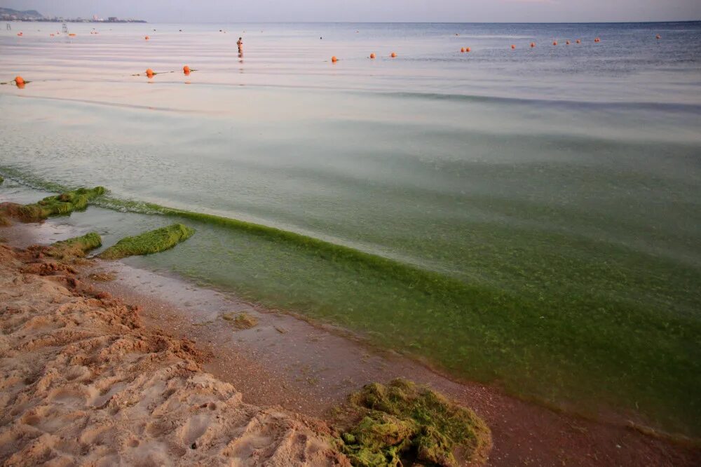 Водоросли в анапе. Анапп витязевоаодоросли. Цветение моря Витязево Анапа. Анапа Витязево водоросли. Анапа море водоросли.