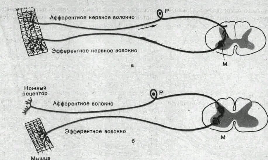 Эфферентными называются нейроны