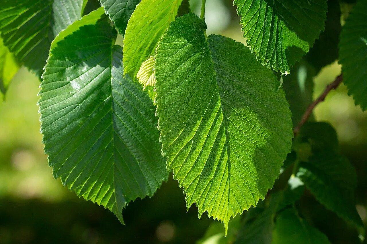 Карагач описание. Вяз гладкий (Ulmus laevis). Вяз граболистный (Ulmus suberosa). Вяз обыкновенный, гладкий (Ulmus laevis). Вяз Ильм карагач.