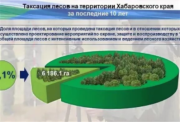 Проблемы развития комплекса лесного до 2030 года
