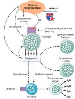 Лимфокины