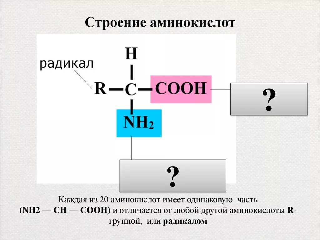 Как изменилось количество аминокислот. Строение молекулы аминокислоты. Схема строения молекулы аминокислоты. Строение аминокислоты 10 класс. Структурное строение аминокислоты мет.