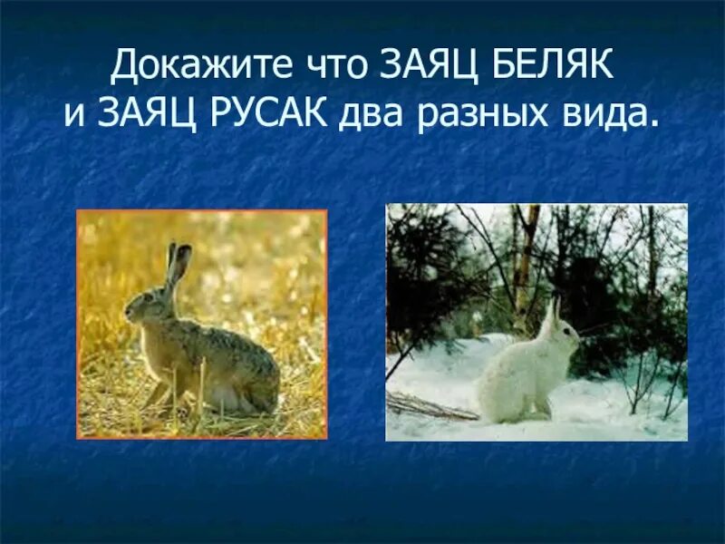 Различия зайцев беляк и русак. Репродуктивный критерий зайца русака. Заяц Беляк и Русак.