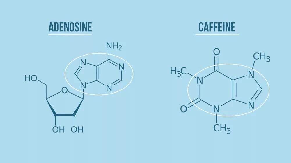 Кофеин взаимодействие. Аденозин строение формула. Аденозин структурная формула. Аденозиновые рецепторы и кофеин. Аденозин и кофеин на рецепторах.