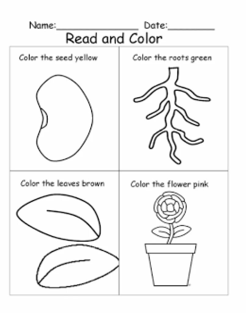 Flower exercise. Worksheets. Plants растения Worksheets for Kids. Parts of the Plant Worksheets. Задания на урок растения.