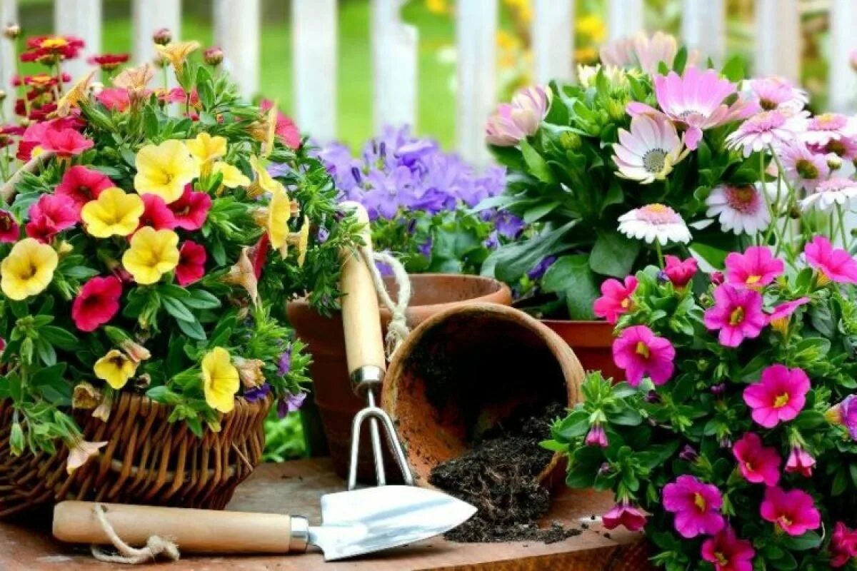 Цветы рассада для дачи. Рассада цветов. Цветы для сада и огорода. Цветочки в саду. Красивые цветы для сада.