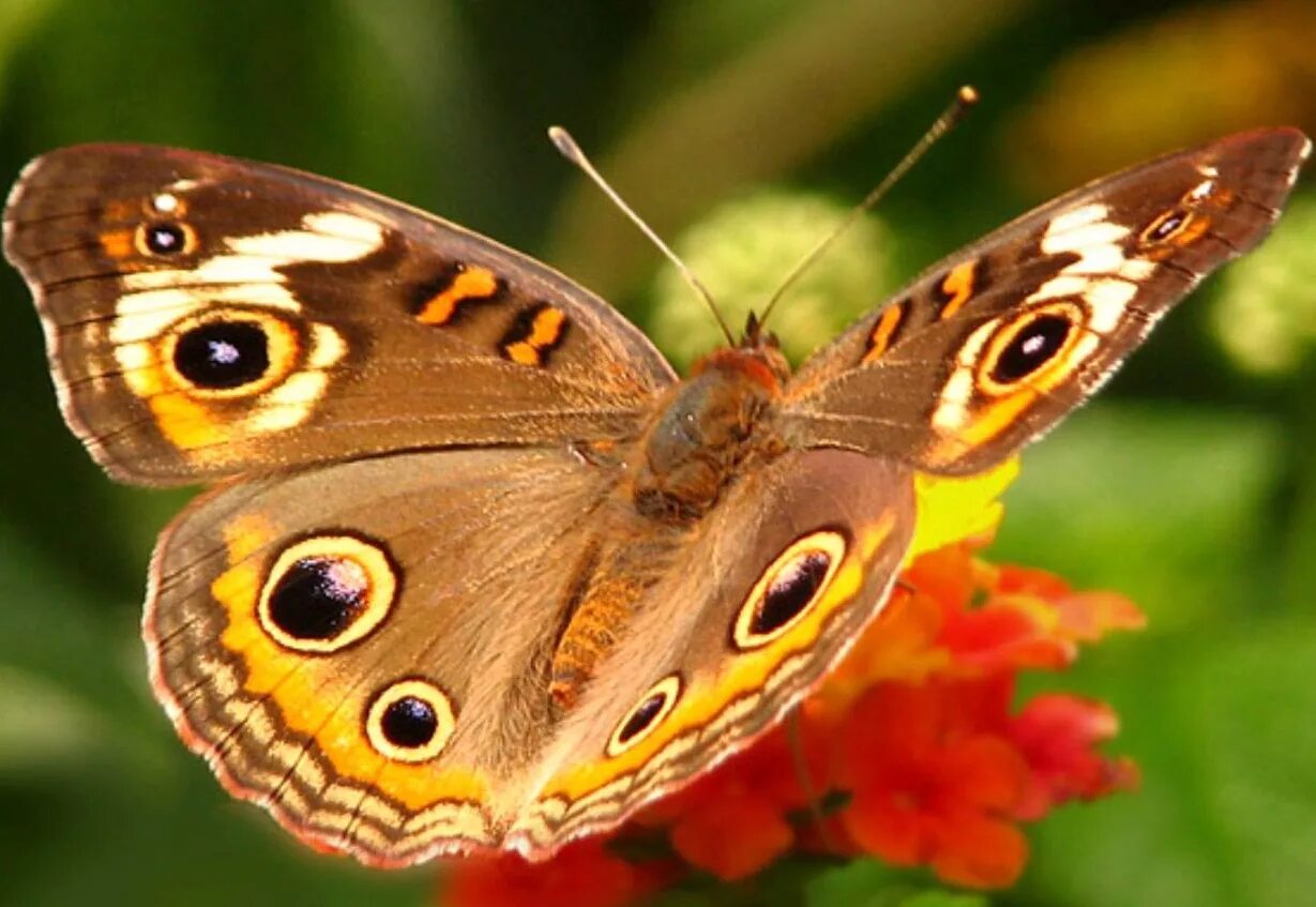 Покажи видео бабочек. Красивые бабочки. Бабочки-красавицы. Самая красивая бабочка на планете. Самых самых красивых бабочек.