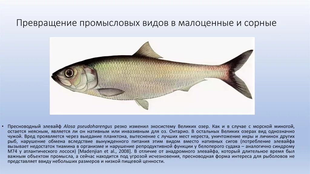 Инвазивный вид рыбы. Инвазивные виды примеры. Инвазивные виды. Инвазивные виды. Инвазивные виды австралии.