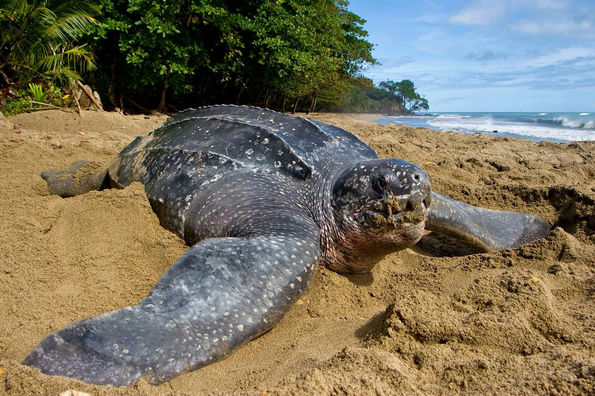 Кожистая морская черепаха. Гигантская кожистая черепаха. Гигантская кожистая морская черепаха. Самая большая кожистая черепаха в мире.