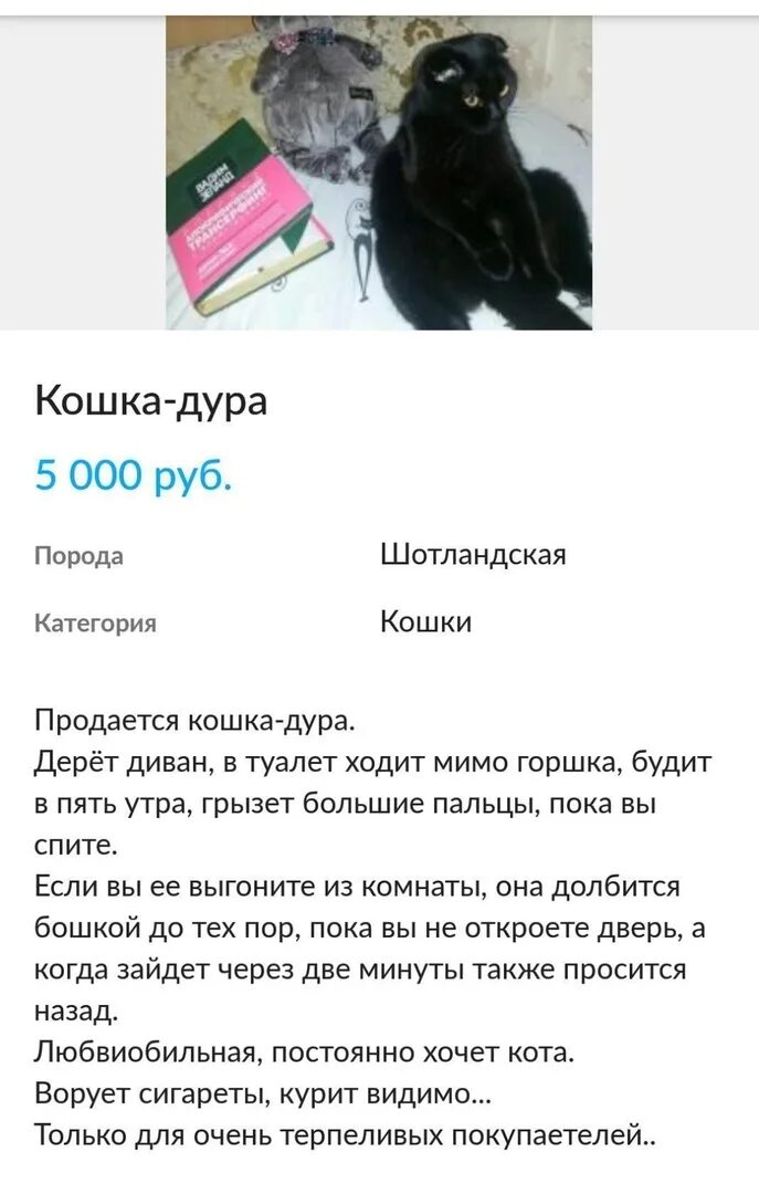 Продам животных. Смешные объявления о продаже животных. объявление о продаже кота прикол. смешные объявления про животных. смешные объявления о продаже котов.