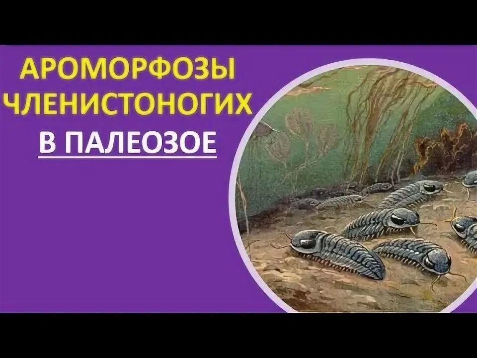 Ароморфозы эры палеозой. Членистоногие палеозоя. Ароморфозы членистоногих. Членистоногие ароморфозы. Ароморфозы палеозоя.