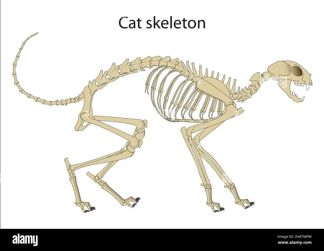 Bone bone cat