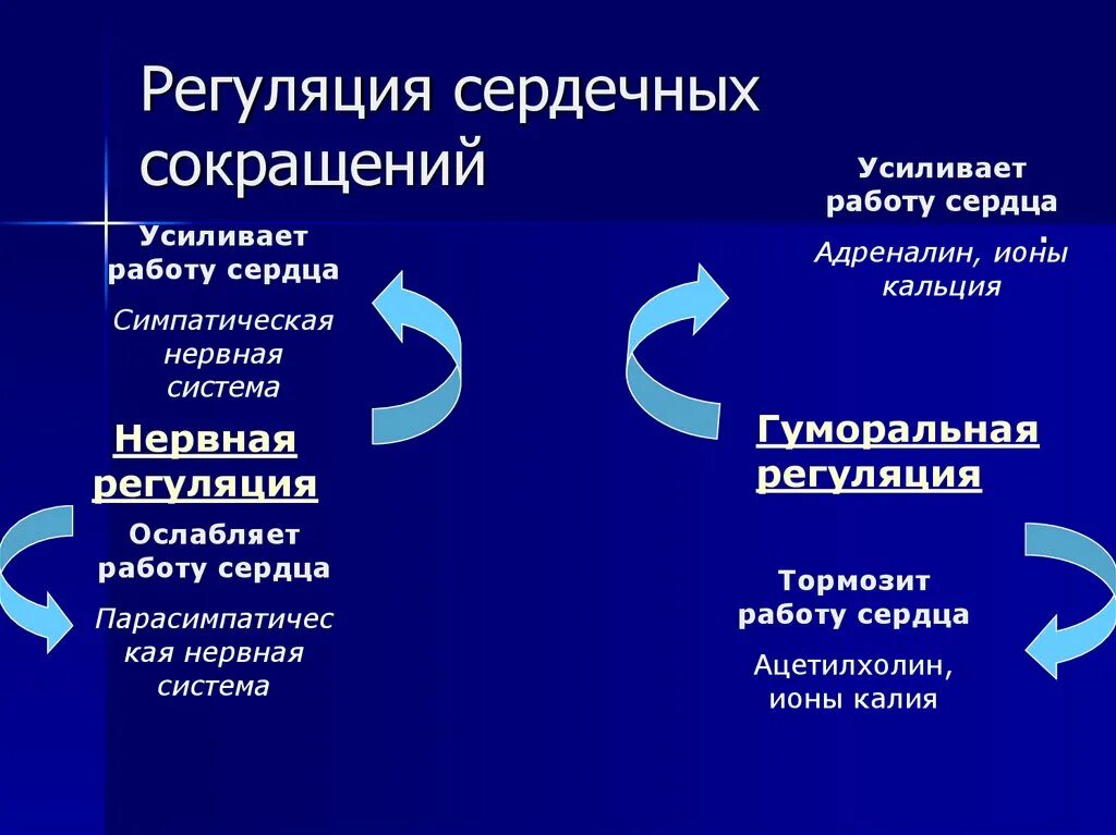 Регуляция сердечных сокращений. Регуляция работы сердечных сокращений. Регуляция сердечной сокращения. Регуляция сердечных сокращений схема. Усиливают частоту сердечных сокращений