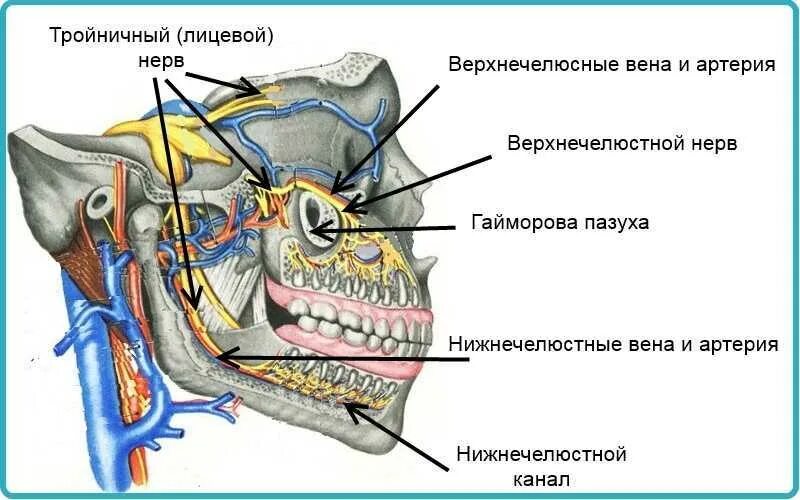 Нервы лицевой области. Тройничный нерв анатомия схема. Анатомия человека тройничный нерв. Верхнечелюстной нерв тройничного нерва. Верхнечелюстной тройничный нерв анатомия.