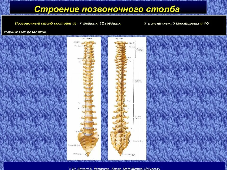 Позвоночный столб строение. Строение позвоночного столба. анатомия позвоночника и позвоночного столба строение. строение сегмента позвоночника. позвоночный столб животных.
