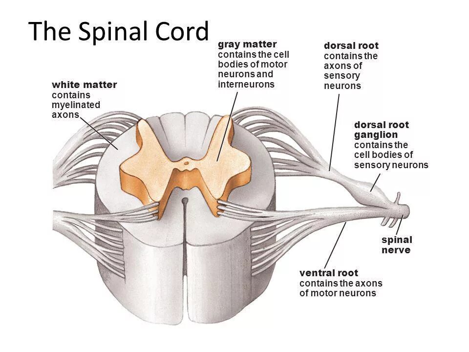 Spinal Cord Gray matter. Серое и белое вещество спинного мозга. Белое вещество спинного мозга. Спинной мозг анатомия. Серые столбы спинного мозга