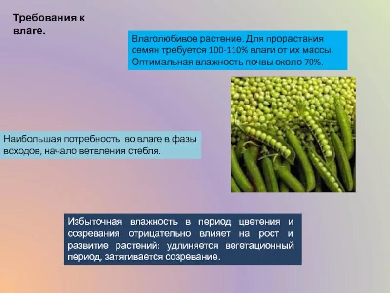 Требования растений к влаге. Требования к влаге горох. Пшеница требования к влаге. Горох требование к теплу. Факторы гороха