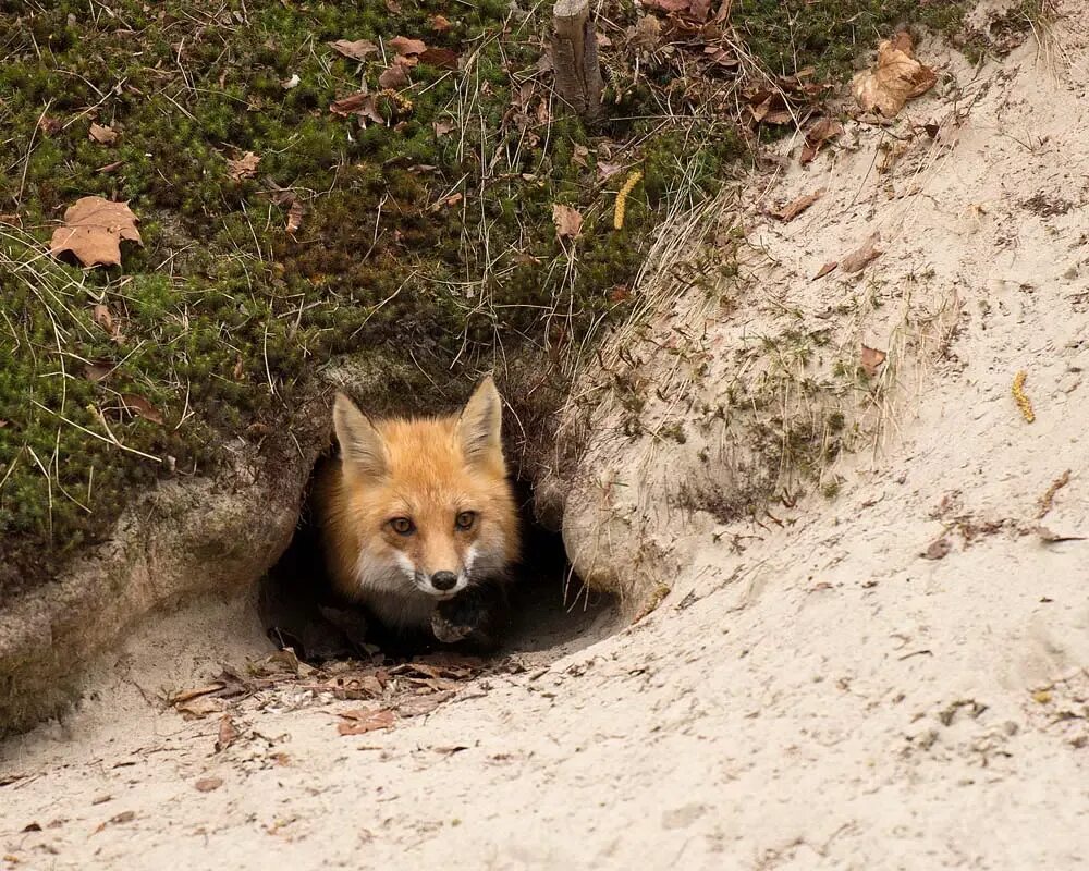 Den fox. Картинка лиса в норе. Лиса в норе фото.