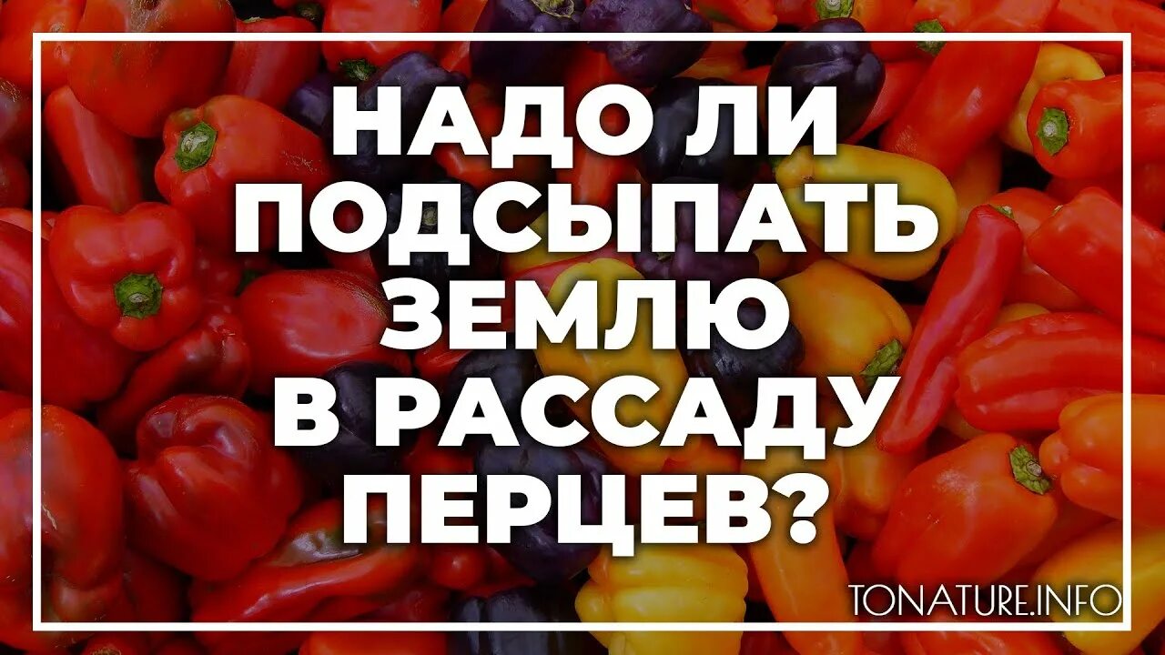 Когда подсыпать землю в рассаду перца. Можно ли подсыпать перцы. когда подсыпать землю в рассаду помидор.