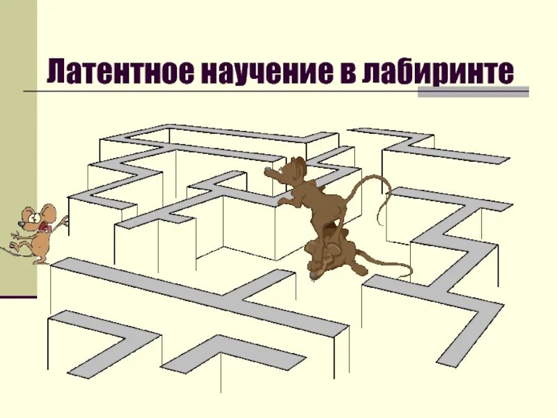 Опыт и научение. Латентное научение. Крысы в лабиринте эксперимент. Латентное научение по Толмену. Толмен эксперимент с крысами в лабиринте.