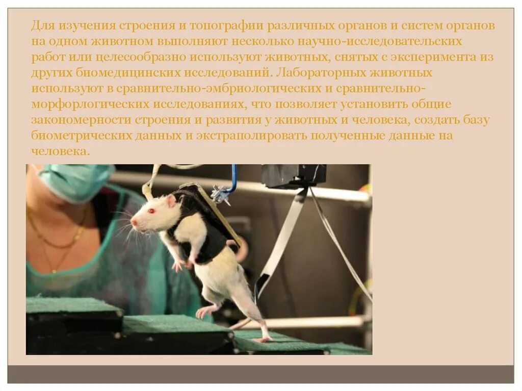 Использование животных в научных исследованиях. Этико-правовое регулирование биомедицинских. исследования на животных. этические принципы проведения исследований на животных. проведение экспериментов на животных.